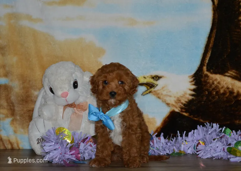 Davey – Cavapoo puppy for sale in Edon, OH