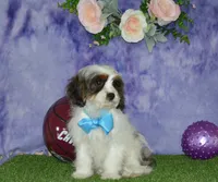 Danny, a male Cavapoo for sale in Edon, OH – 4 of 9