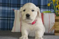 Robin , a female English Cream Golden Retriever for sale in Edon, OH – 5 of 6
