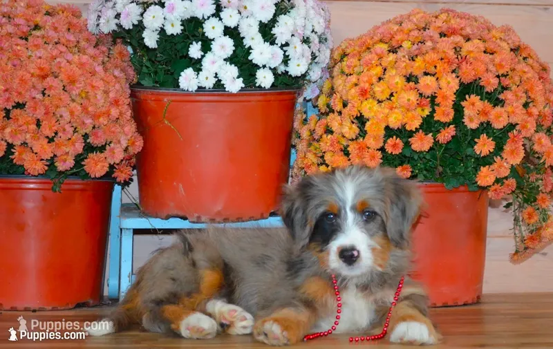 Harley – Miniature Bernedoodle puppy for sale in Edon, OH