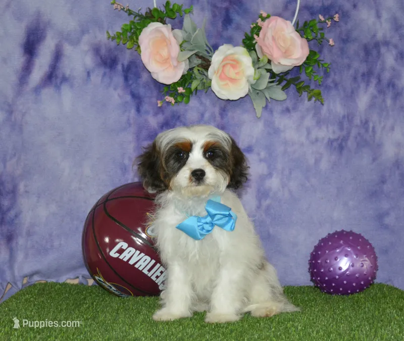 Danny – Cavapoo puppy for sale in Edon, OH