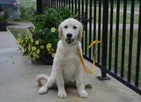 Lacy, a female English Cream Golden Retriever for sale in Edon, OH – 7 of 10