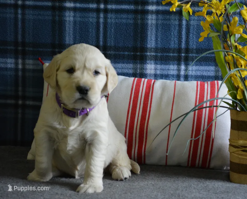 Carrie – English Cream Golden Retriever puppy for sale in Edon, OH