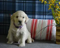 Carrie, a female English Cream Golden Retriever for sale in Edon, OH – 1 of 8