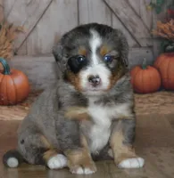 Harley, a male Miniature Bernedoodle for sale in Edon, OH – 4 of 10