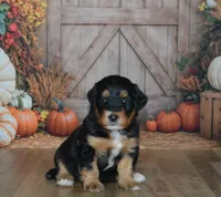Annie, a female Miniature Bernedoodle for sale in Edon, OH – 2 of 10
