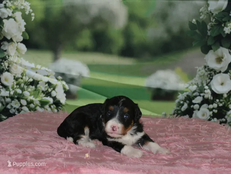 Rosie – Miniature Bernedoodle puppy for sale in Edon, OH