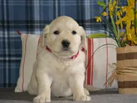 Robin , a female English Cream Golden Retriever for sale in Edon, OH – 2 of 6