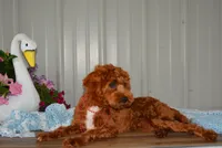 Davey, a male Cavapoo for sale in Edon, OH – 3 of 10