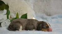 Apollo, a male Miniature Bernedoodle for sale in Edon, OH – 2 of 4