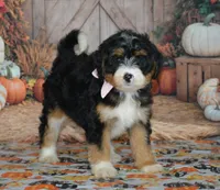 Maggie, a female Miniature Bernedoodle for sale in Edon, OH – 2 of 10