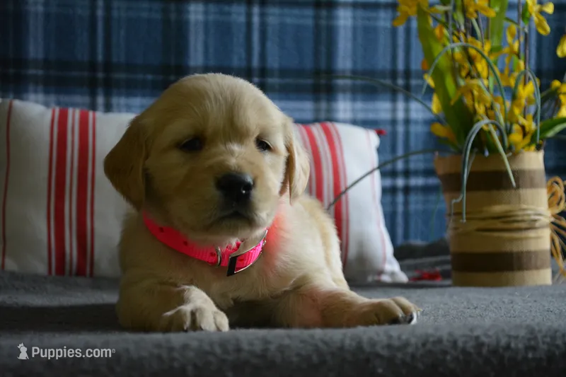 Lacy – English Cream Golden Retriever puppy for sale in Edon, OH