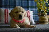 Lacy, a female English Cream Golden Retriever for sale in Edon, OH – 3 of 7