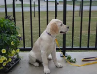 Daisy, a female English Cream Golden Retriever for sale in Edon, OH – 2 of 9