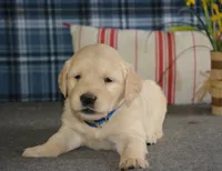 Daisy, a female English Cream Golden Retriever for sale in Edon, OH – 6 of 9