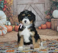 Maggie, a female Miniature Bernedoodle for sale in Edon, OH – 4 of 10