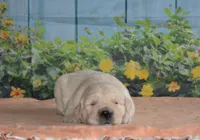 Bob, a male English Cream Golden Retriever for sale in Edon, OH – Photo 2 of 5