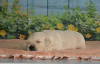 Bob, a male English Cream Golden Retriever for sale in Edon, OH – Photo 5 of 5