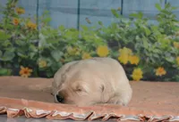 Bob, a male English Cream Golden Retriever for sale in Edon, OH – Photo 3 of 5