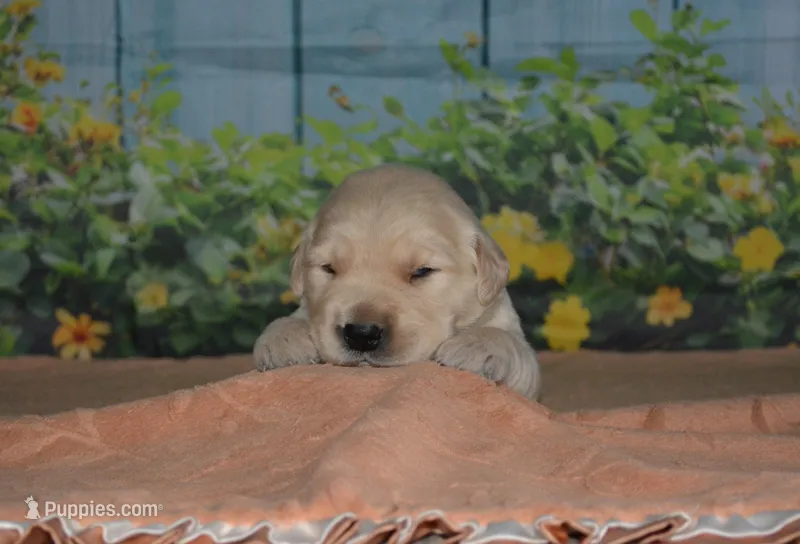 Bob – English Cream Golden Retriever puppy for sale in Edon, OH