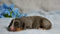 Rufas, a male Miniature Bernedoodle for sale in Edon, OH – 4 of 4