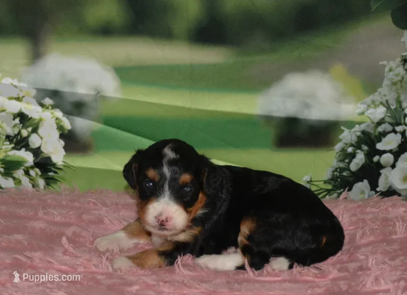 Maggie – Miniature Bernedoodle puppy for sale in Edon, OH