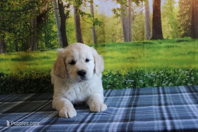 Robin  – English Cream Golden Retriever puppy for sale in Edon, OH