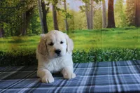 Robin , a female English Cream Golden Retriever for sale in Edon, OH – 1 of 8