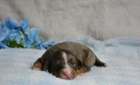 Rufas, a male Miniature Bernedoodle for sale in Edon, OH – 1 of 4