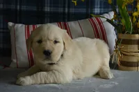 Sara, a female English Cream Golden Retriever for sale in Edon, OH – 6 of 6