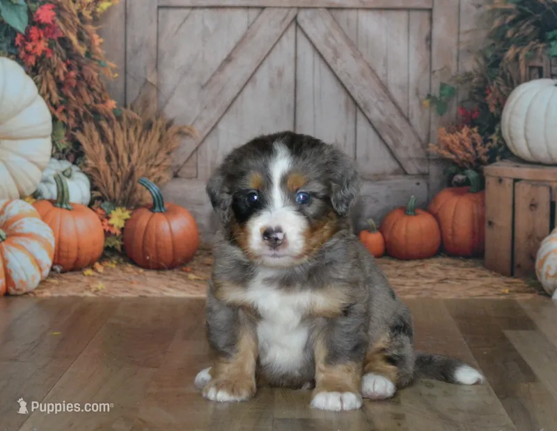 Harley – Miniature Bernedoodle puppy for sale in Edon, OH