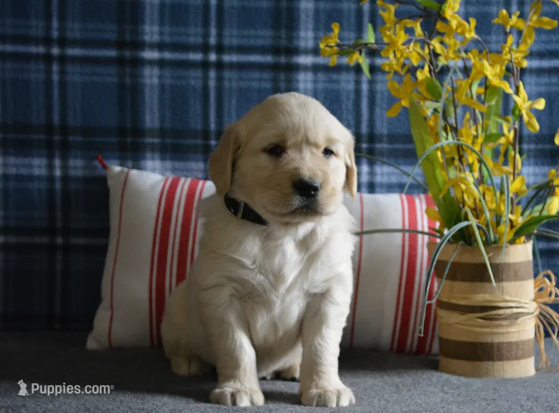 Sara – English Cream Golden Retriever puppy for sale in Edon, OH