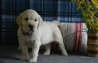 Carrie, a female English Cream Golden Retriever for sale in Edon, OH – 4 of 8
