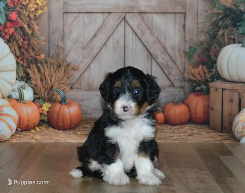Rosie – Miniature Bernedoodle puppy for sale in Edon, OH