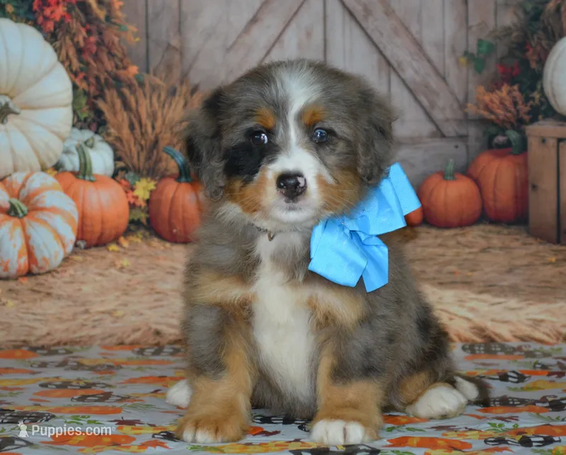 Harley – Miniature Bernedoodle puppy for sale in Edon, OH