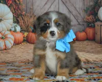 Harley, a male Miniature Bernedoodle for sale in Edon, OH – 1 of 10
