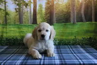 Daisy, a female English Cream Golden Retriever for sale in Edon, OH – 2 of 10