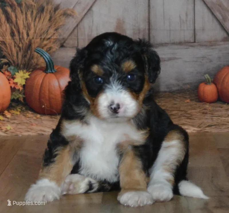 Maggie – Miniature Bernedoodle puppy for sale in Edon, OH