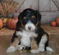 Maggie, a female Miniature Bernedoodle for sale in Edon, OH – 5 of 10
