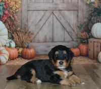 Annie, a female Miniature Bernedoodle for sale in Edon, OH – 3 of 10