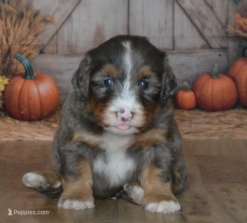Rufas – Miniature Bernedoodle puppy for sale in Edon, OH