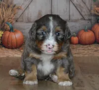 Rufas, a male Miniature Bernedoodle for sale in Edon, OH – 4 of 10