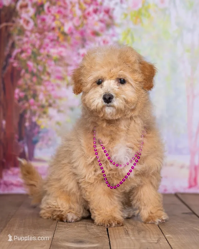 Sandy – Bichpoo puppy for sale in Edon, OH