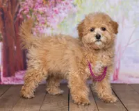Sandy, a female Bichpoo for sale in Edon, OH – 3 of 6