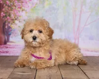 Sandy, a female Bichpoo for sale in Edon, OH – 4 of 6