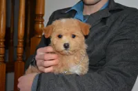 Sandy, a female Bichpoo for sale in Edon, OH – Photo 4 of 4