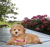 Sandy, a female Bichpoo for sale in Edon, OH – Photo 2 of 4