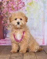 Sandy, a female Bichpoo for sale in Edon, OH – 2 of 6