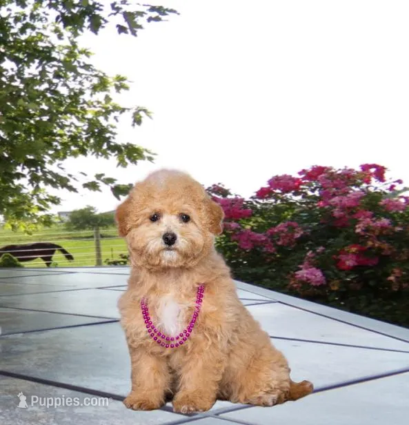 Sandy – Bichpoo puppy for sale in Edon, OH