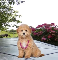 Sandy, a female Bichpoo for sale in Edon, OH – Photo 1 of 4